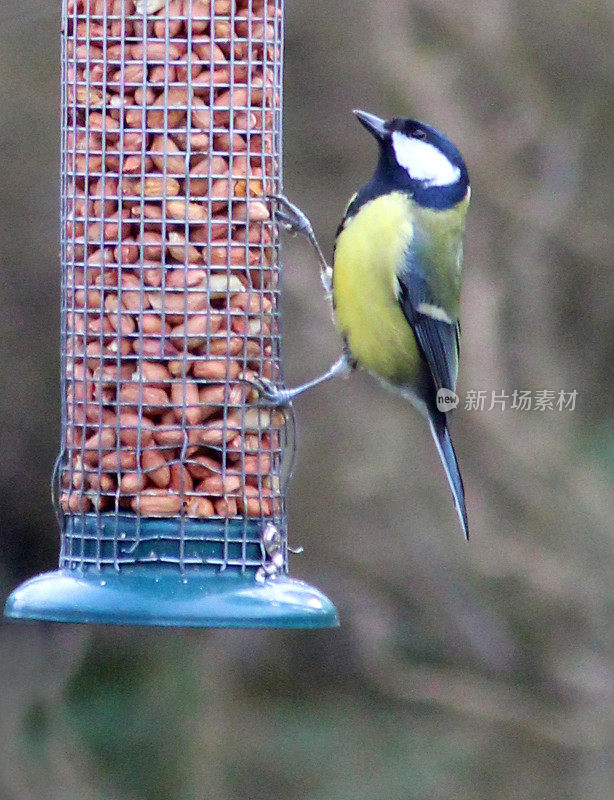 大山雀(Parus major)吃花生的图像，金属网喂食器